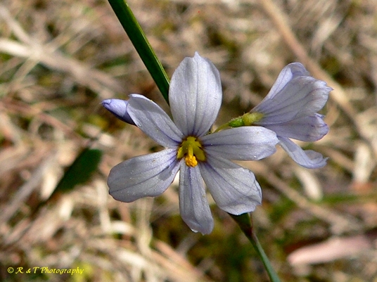 {Sisyrinchium angustifolium}